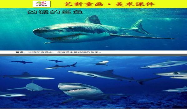 鲨鱼吃鸡辅助器下载安卓（如何安全使用鲨鱼吃鸡辅助器？）