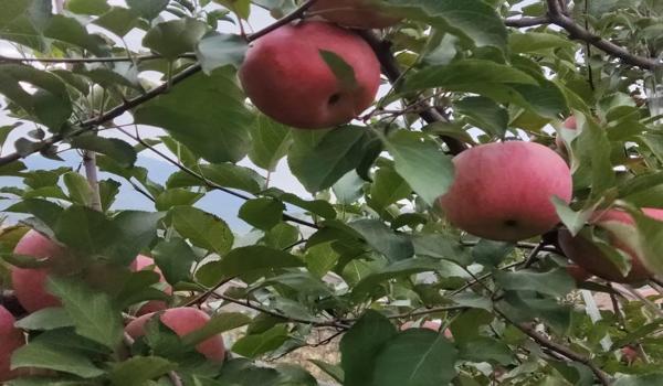 苹果和平精英辅助什么稳定（苹果和平精英辅助触控有什么用）