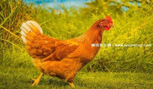 手游吃鸡三大辅助排名榜（手游吃鸡辅助对战技巧）