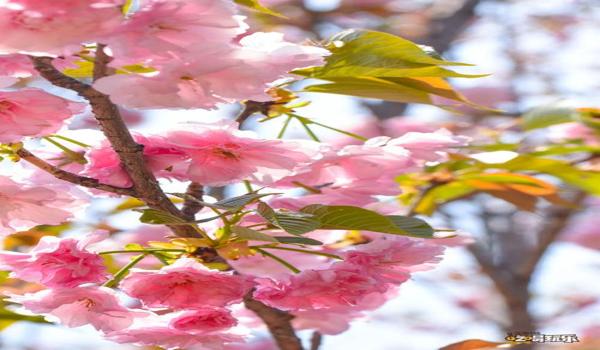 樱花吃鸡辅助器下载苹果版(手机吃鸡辅助器苹果版)
